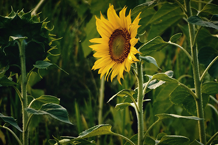 sunflower