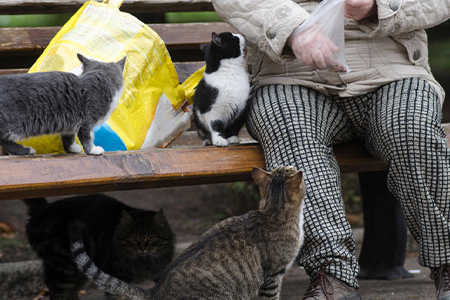 Citizen feeding a stray cat