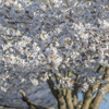 Cherry Blossom in High Park, Toronto