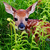 Newborn Whitetail Fawn Resting in Green Fern