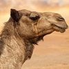 Camel in a desert