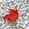 Maple leaf on white stones