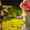 Child with a yorkshire dog ona green grass in backyard having fun.