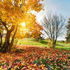 view of a Park during sunset in autumn season