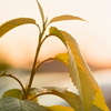 Close-up of lit by sun top of plant, tree brunch with big dark shiny green leaves on blurred misty