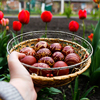 Female hand holding a basket of colored red eggs