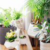 Concrete decorative pot in the form of a woman's head on a coffee table with various different green