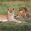 Lion in Safari sitting on ground