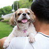 Asian young man with his pet Shih Tzu puppy dog outdoor