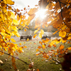 Twigs with yellow leaves and bench with people near water