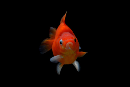 Goldfish isolated on black background. Goldfish is a small, flat-bottomed waterfowl.