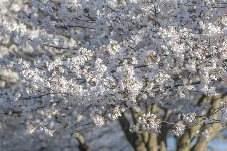 Cherry Blossom in High Park, Toronto