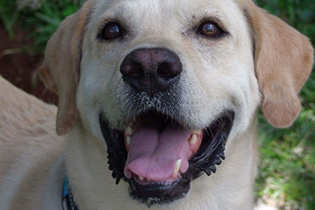 Student's Dog, Toby