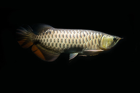 Arowana - isolated on black background