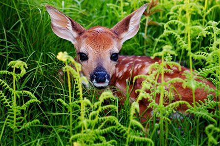 Newborn Whitetail Fawn Resting in Green Fern