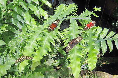 butterflies in conservatory sitting on leaves