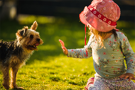 Child with a yorkshire dog ona green grass in backyard having fun.