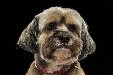 Close-up of morkie dog