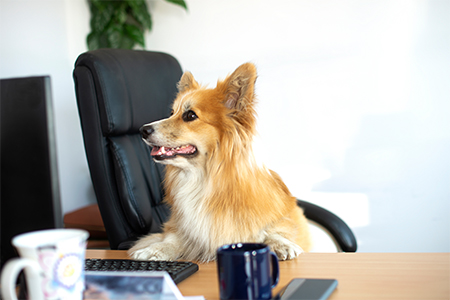 A funny dog sits on chair and works, studies or play online games using computer at office