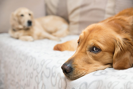 View of two dogs lying - Golden Retriever