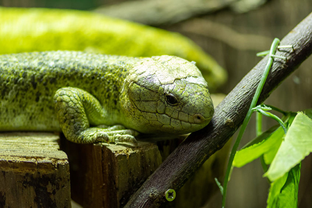 Close up portrait of a Solomon Islands skink (corucia zebrata) in captivity