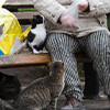 Citizen feeding a stray cat