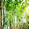 Tomatoes in a greenhouse. Tomatoes growing in a greenhouse.