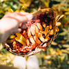 basket with colorful bright autumn leaves in hands