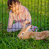 Mix lionhead rabbit at green background