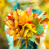 Colorful bouquet of maple leaves in the hands of a girl in an autumn park
