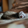 ferret sleeping on a blanket