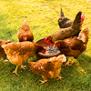 A flock of chicken eating seeds on the grass in a rural area