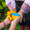 Heart in hands in a field of sunflowers in an embroidered shirt