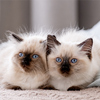 Cute fluffy ragdoll kittens lying close to each other and sleeping together in the bed