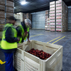 Two workers inspecting apples in distribution warehouse